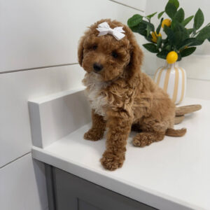 Nani - FBB Cavapoo Puppy - BPPP Litter --_