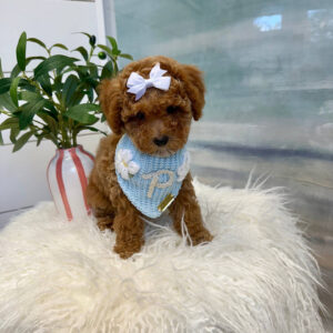 Nani - FBB Cavapoo Puppy - BPPP Litter --_