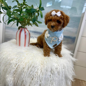 Nani - FBB Cavapoo Puppy - BPPP Litter --_