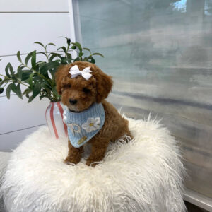 Nani - FBB Cavapoo Puppy - BPPP Litter --_