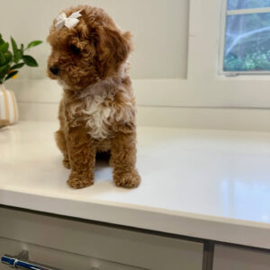 Nani - FBB Cavapoo Puppy - BPPP Litter --_