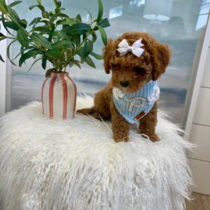 Nani - FBB Cavapoo Puppy - BPPP Litter --_