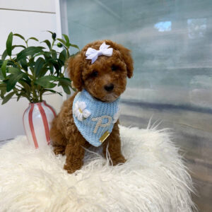 Nani - FBB Cavapoo Puppy - BPPP Litter --_