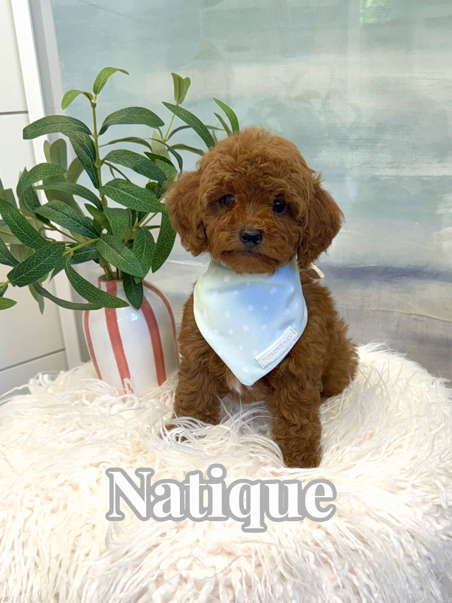 Nautique - CKC Toy Micro Goldendoodle Puppy - PPP Litter --