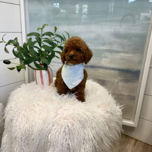 Nautique - CKC Toy Micro Goldendoodle Puppy - PPP Litter --_