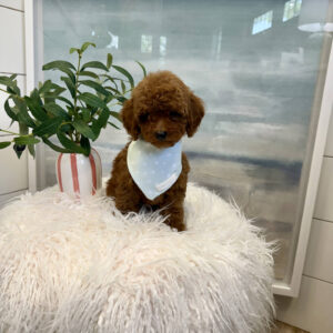 Nautique - CKC Toy Micro Goldendoodle Puppy - PPP Litter --_