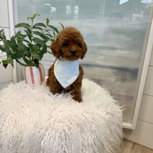 Nautique - CKC Toy Micro Goldendoodle Puppy - PPP Litter --_