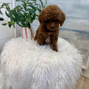 Nautique - CKC Toy Micro Goldendoodle Puppy - PPP Litter --_