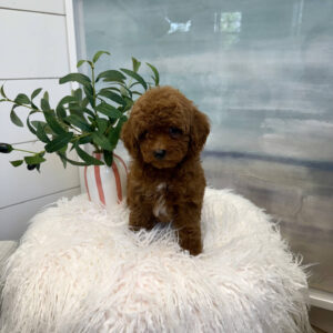 Nautique - CKC Toy Micro Goldendoodle Puppy - PPP Litter --_