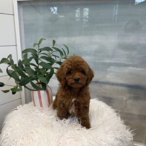 Nautique - CKC Toy Micro Goldendoodle Puppy - PPP Litter --_