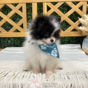 Niall - Wolf Sable - Black and White - Pomeranian - Petite Posh Puppies -