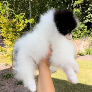 Niall Wolf Sable Black and White Pomeranian Petite Posh Puppies. 03