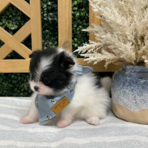 Niall - Wolf Sable - White Parti - Pomeranian - Petite Posh Puppies