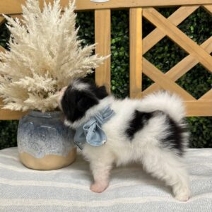 Niall - Wolf Sable - White Parti - Pomeranian - Petite Posh Puppies_