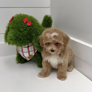 Nicholas - F Maltipoo Puppy - BPPP Litter --_