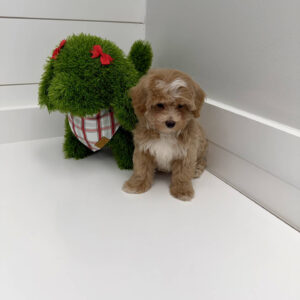 Nicholas - F Maltipoo Puppy - BPPP Litter --_
