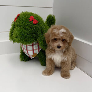 Nicholas - F Maltipoo Puppy - BPPP Litter --_