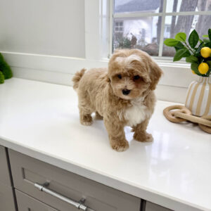 Nicholas - F Maltipoo Puppy - BPPP Litter --_