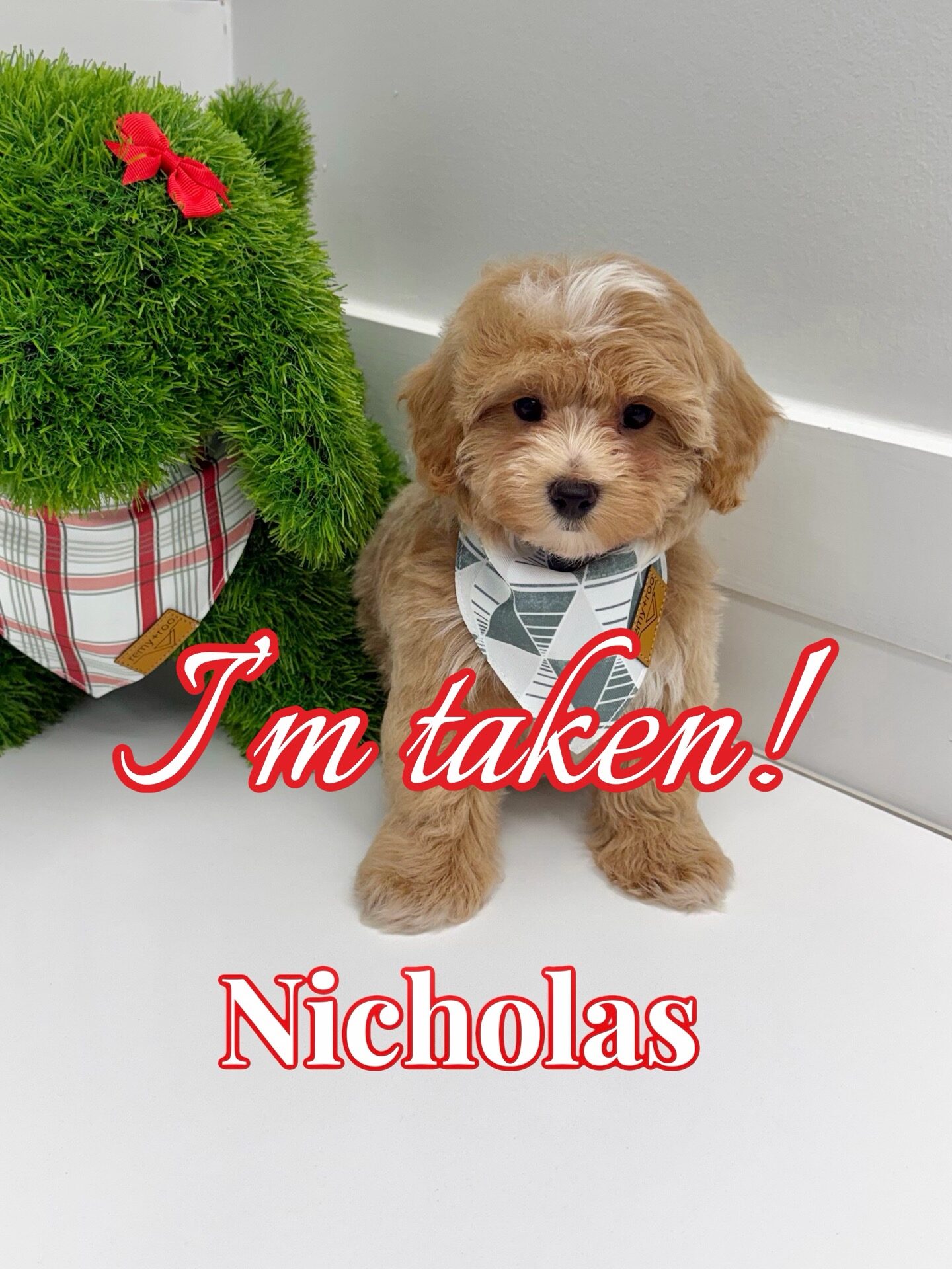 Nicholas - F Maltipoo Puppy - BPPP Litter --_Forever Home in Tuscaloosa- AL