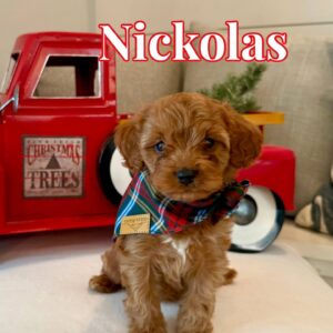 Nikolas - Teddy Bear Red Male F Cavapoo - BPPP