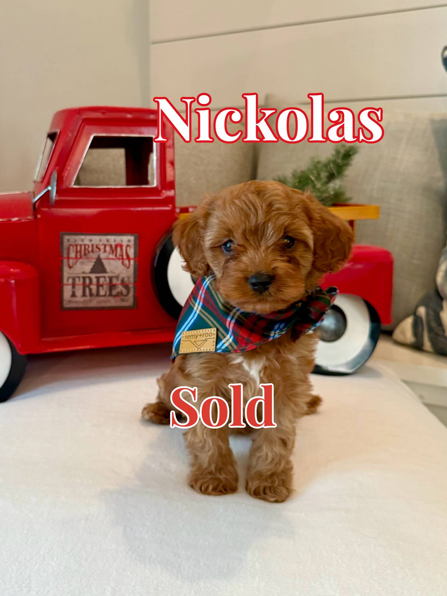 Nikolas - Teddy Bear Red Male F Cavapoo - BPPP - Forever Home in Buford GA