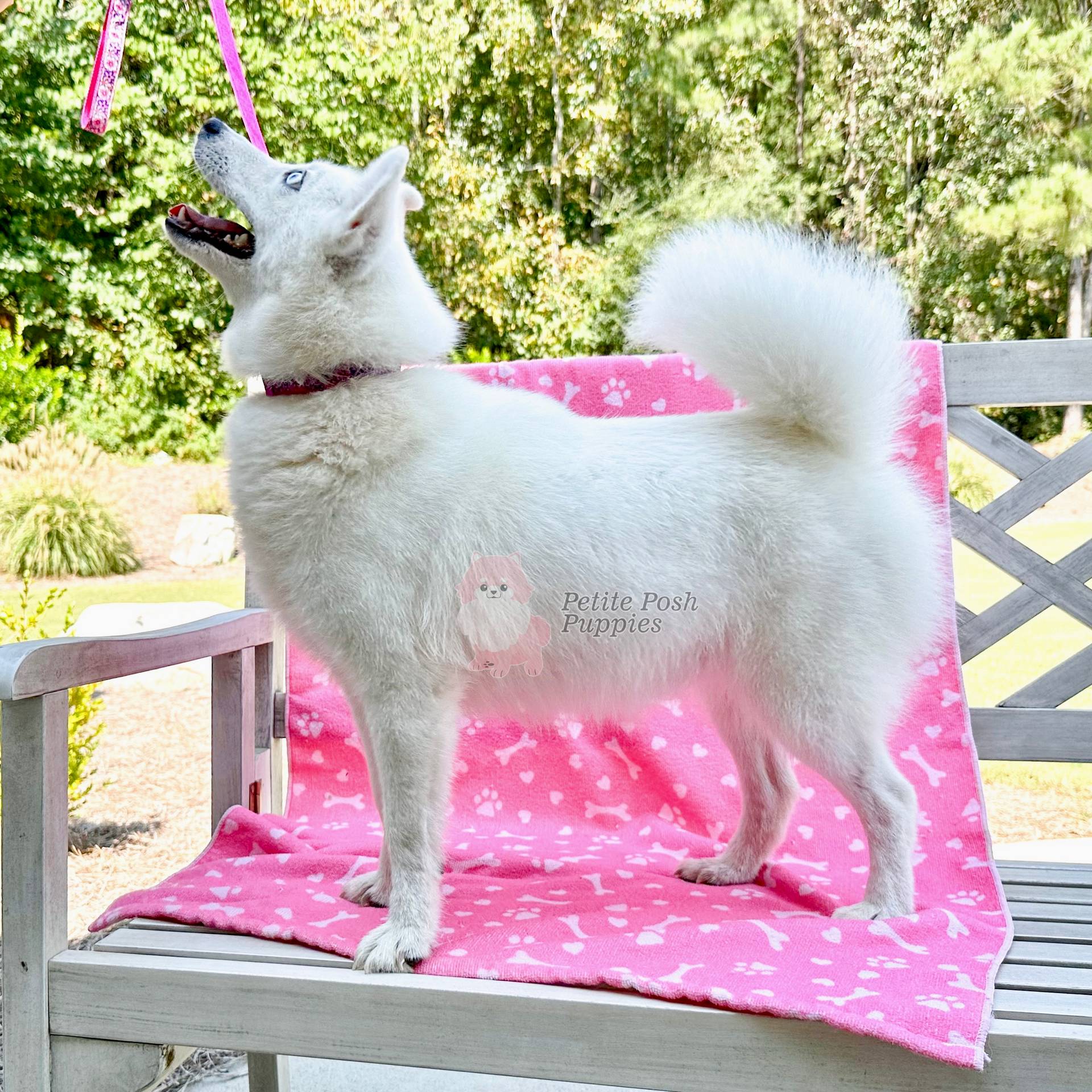 Ocean White Pomsky with stunning crystal blue eyes Petite Posh Puppies