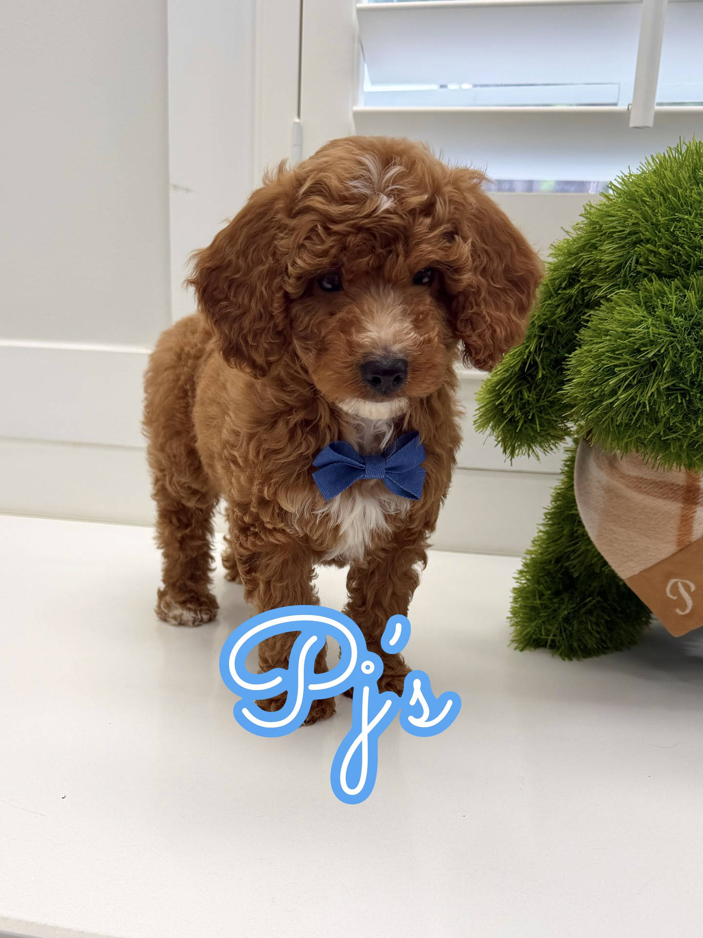 PJs - FBB Cavapoo Puppy - Litter --_