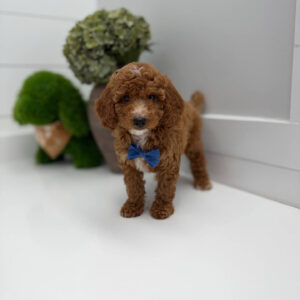 PJs - FBB Cavapoo Puppy - Litter --_