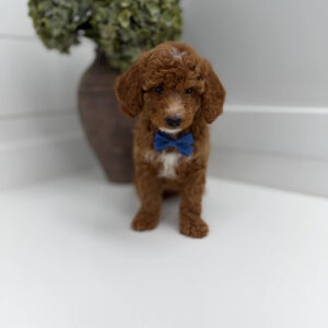 PJs - FBB Cavapoo Puppy - Litter --_