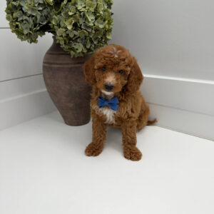 PJs - FBB Cavapoo Puppy - Litter --_