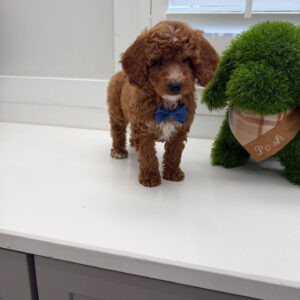 PJs - FBB Cavapoo Puppy - Litter --_