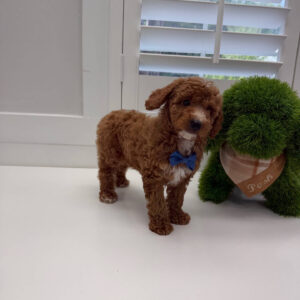 PJs - FBB Cavapoo Puppy - Litter --_