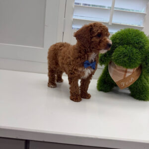 PJs - FBB Cavapoo Puppy - Litter --_