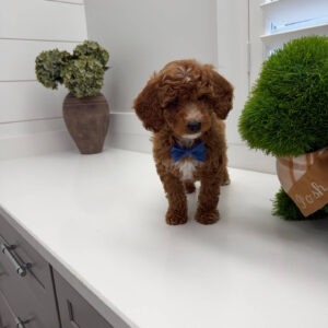 PJs - FBB Cavapoo Puppy - Litter --_