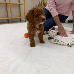 PJs - FBB Cavapoo Puppy - Litter --_