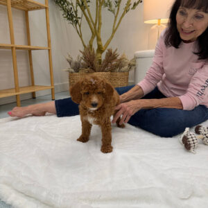PJs - FBB Cavapoo Puppy - Litter --_