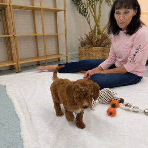 PJs - FBB Cavapoo Puppy - Litter --_