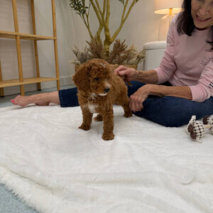 PJs - FBB Cavapoo Puppy - Litter --_