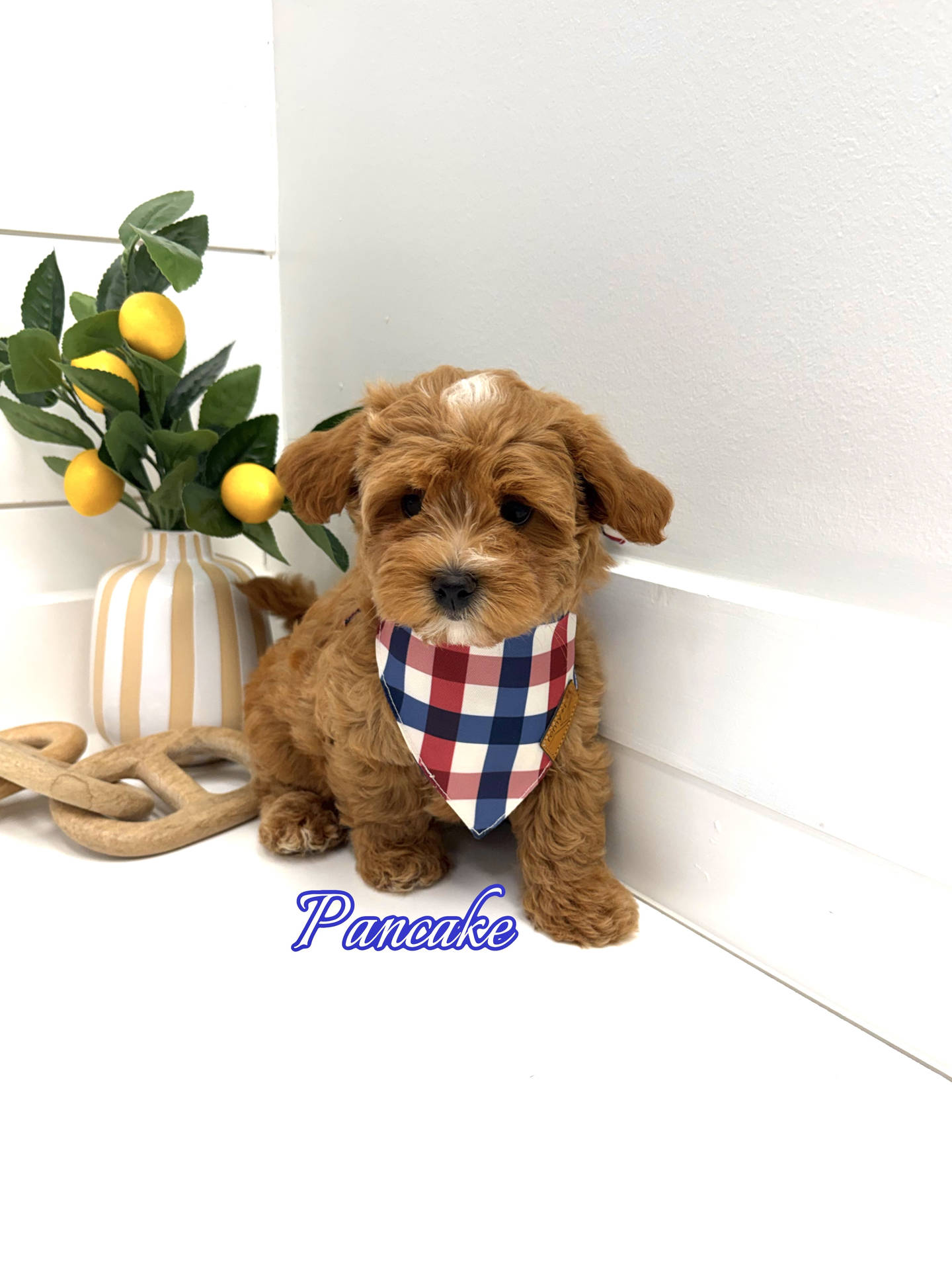 Pancake - F Maltipoo Puppy - BPPP Litter --_