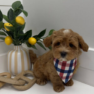 Pancake - F Maltipoo Puppy - BPPP Litter --_