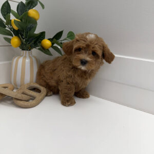 Pancake - F Maltipoo Puppy - BPPP Litter --_