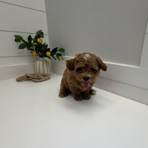 Pancake - F Maltipoo Puppy - BPPP Litter --_