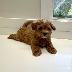 Pancake - F Maltipoo Puppy - BPPP Litter --_