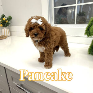 Pancake - FB Cavapoo Puppy - BPPP Litter --_