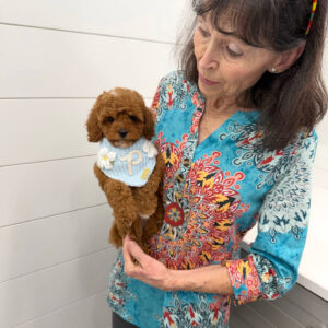 Pancake - FB Cavapoo Puppy - BPPP Litter --_