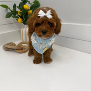 Pancake - FB Cavapoo Puppy - BPPP Litter --_