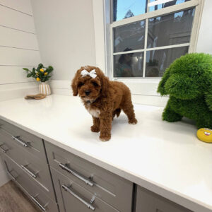 Pancake - FB Cavapoo Puppy - BPPP Litter --_