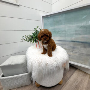 Pancake - FB Cavapoo Puppy - BPPP Litter --_