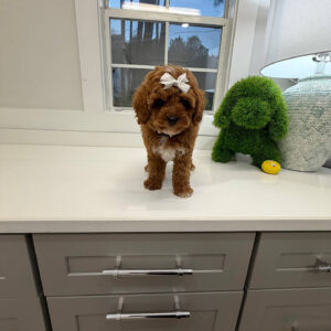 Pancake - FB Cavapoo Puppy - BPPP Litter --_