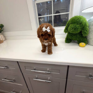 Pancake - FB Cavapoo Puppy - BPPP Litter --_